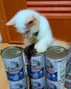 Morando Professional Cat Adult Pate With Tuna & Salmon 400g